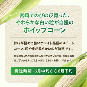 【令和8年発送】宮崎県産とうもろこし　守部さんちのホワイトコーン「ホイップコーン」2.5kg 【 とうもろこし ホワイトコーン トウモロコシ ホイップコーン 令和8年発送 先行予約 数量限定 期間限定 】