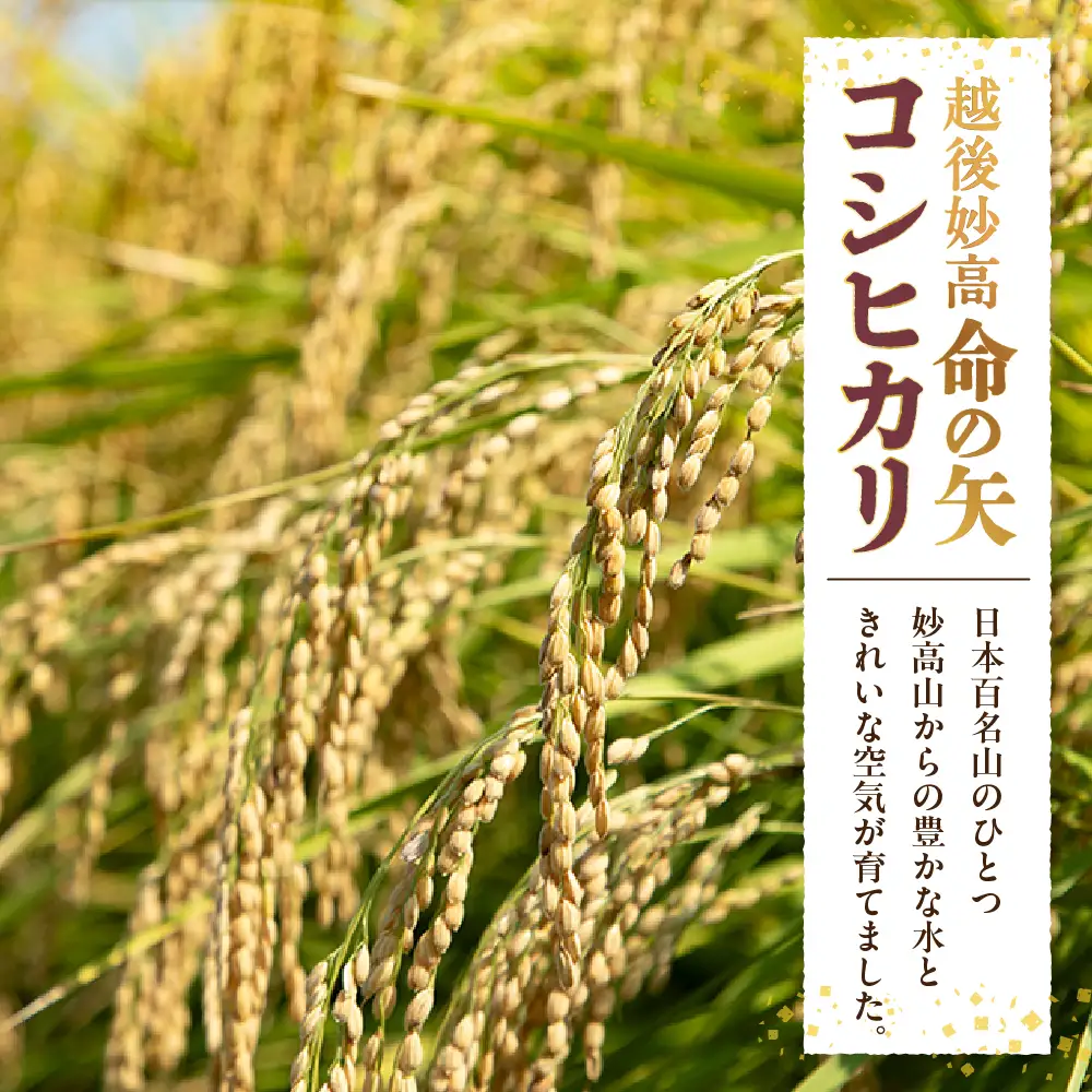 先行予約 令和8年産 越後妙高命の矢 コシヒカリ 5.1kg 妙高産