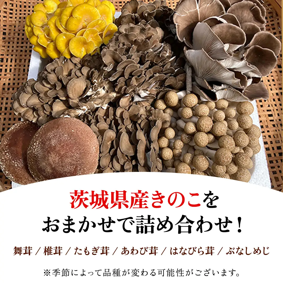 きのこ の 詰め合わせ 約1.5kg Mサイズ 茨城県 城里町産 舞茸 椎茸 あわび茸 たもぎ茸 はなびら茸 ぶなしめじ 完全室内栽培 栄養豊富 こだわりのキノコ詰め合わせ 直送 新鮮 セット (AU001)