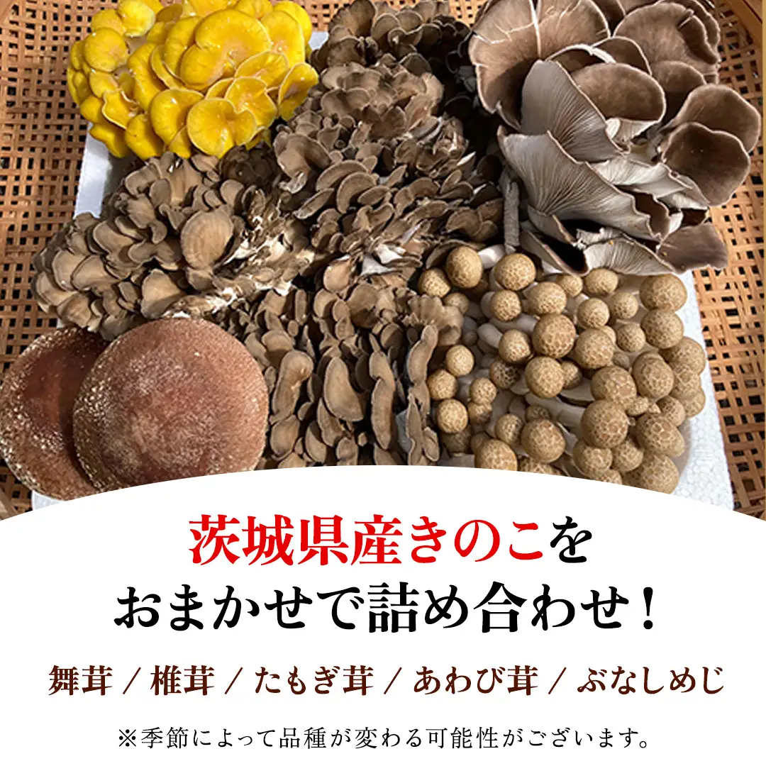 きのこの詰め合わせ 約1kg Sサイズ 大容量 キノコ 舞茸 あわび茸 たもぎ茸 しいたけ ぶなしめじ セット 鍋 炒め物 茨城県 城里町産 (AU004)