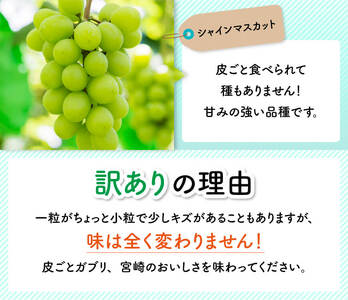 【令和8年産】【訳あり】小粒なシャインマスカット1kg 【 ぶどう 果物 葡萄 フルーツ ブドウ デザート 川南町産 数量限定 期間限定 】