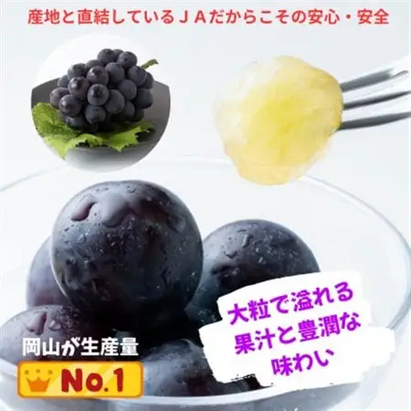 【先行受付】ご家庭用 ニューピオーネ 約2.0kg(3～5房)【配送不可地域：離島】【1614296】