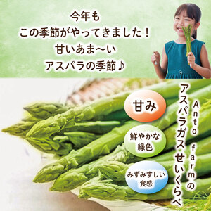 アスパラガス Mサイズ 3kg アスパラガス