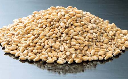 栃木県産小麦粉 イワイノダイチ（1kg×15個） F7Z-1328