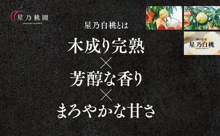 先行受付【星乃白桃】岡山県の桃園からお届けする三つ星の桃 1.2kg (4～5玉)【配送不可地域：離島・北海道・沖縄県】【1614276】