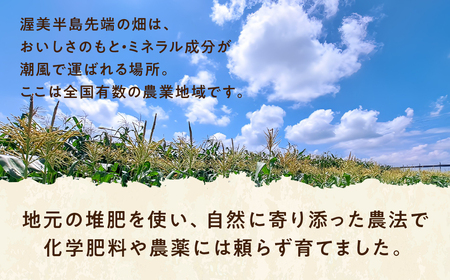 【先行予約】自然の恵みで育った 朝どりとうもろこし 6本 とうもろこし