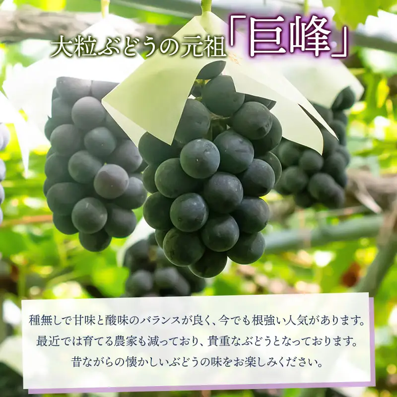 【令和8年産先行予約】 種なし巨峰　約1kg（2～3房） 山形県鶴岡市産　重ちゃん農園