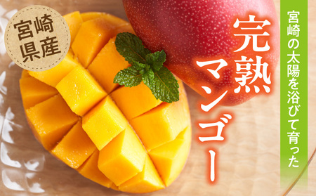 マンゴー 訳あり 宮崎 マンゴー[完熟 1.2kg 3～4玉]