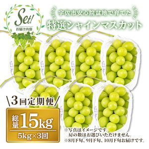 ＜定期便・全3回(連続)＞特選シャインマスカット(総量15kg・約5kg×3回)シャインマスカット ぶどう 葡萄 フルーツ 果物 くだもの 果実 特選＜先行予約受付中！2026年8月下旬より順次発送予定＞＜北海道、沖縄、離島配送不可＞【206300400】【大分県農業協同組合　北部エリア】