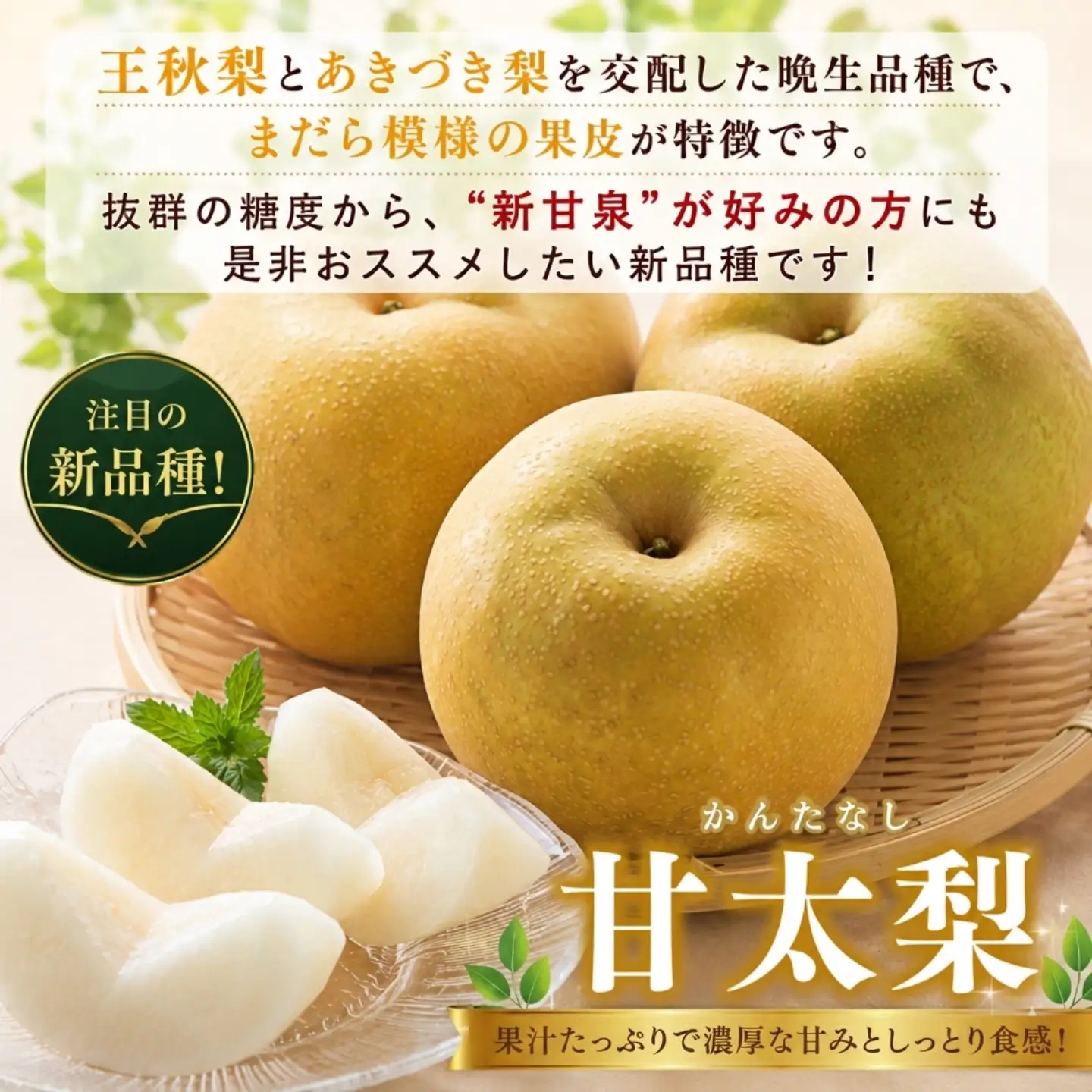 Y477 プレミアム甘太梨 5kg