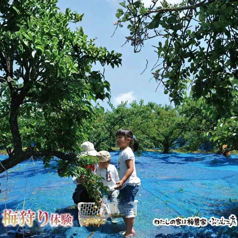 カフェドマンマ食事券2000円分＆梅狩り体験チケット ※≪6月1日～15日≫のみ体験受付可 iwasho007A【iwasho007A】