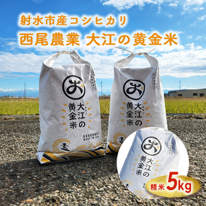 R7年度米 大江の黄金米 コシヒカリ5kg ｜ 射水市 西尾農業 黄金米 射水の美味しいお米 精米 ※離島への配送不可