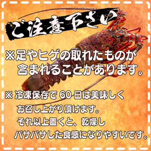 【 伊勢海老 】 伊勢海老刺身用1kg