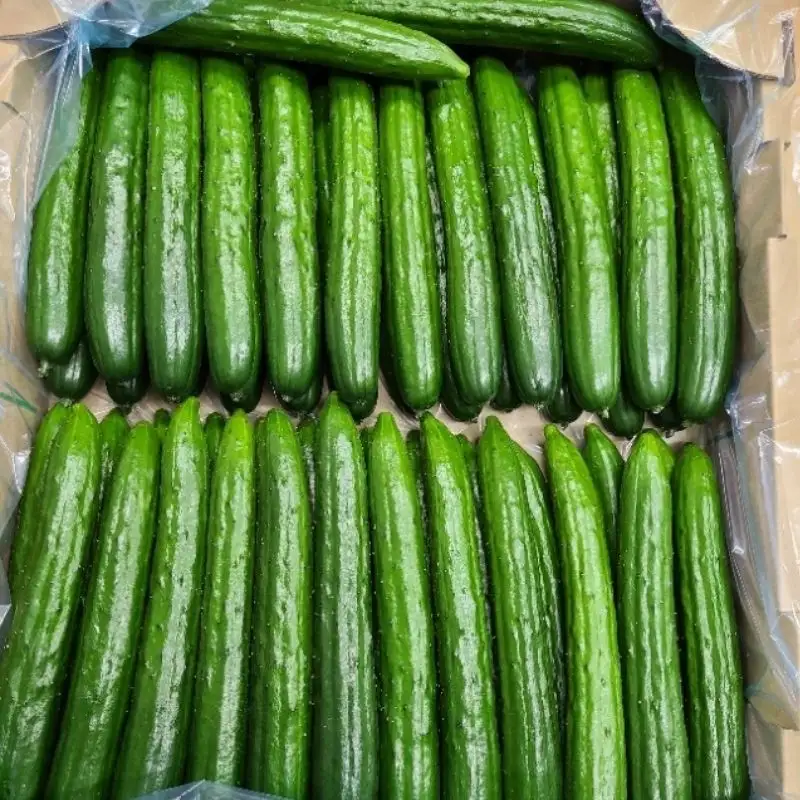 No.2974 JGAP農家の採れたて新鮮きゅうり　約5kg 秀級品