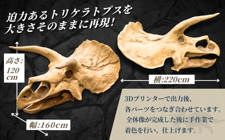 【トリケラトプス】 原寸大 頭骨レプリカ / レプリカ 標本 コレクション プラモデル 実物大 恐竜 骨格レプリカ フィギュア インテリア 展示 模型 博物館 骨格 頭蓋骨 オブジェ 3Dプリント 【anf007】