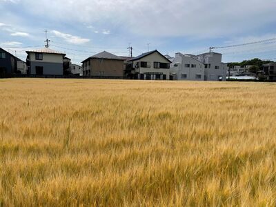 世田谷SHIBARIN BEER クラフトビール 6本セット（世田谷みやげ）ビール アルコール お酒 酒 クラフトビール セット お土産 ギフト プレゼント ご褒美 贅沢 贈り物_0074-001-se6