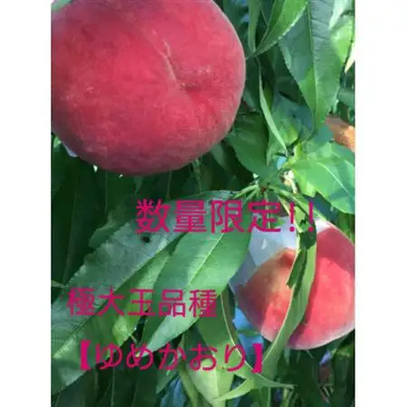 【2026発送予定】晩生大玉桃|甘くて日持ち◎農家直送2kg以上(3～6玉入り)【配送不可地域：離島】【1178180】