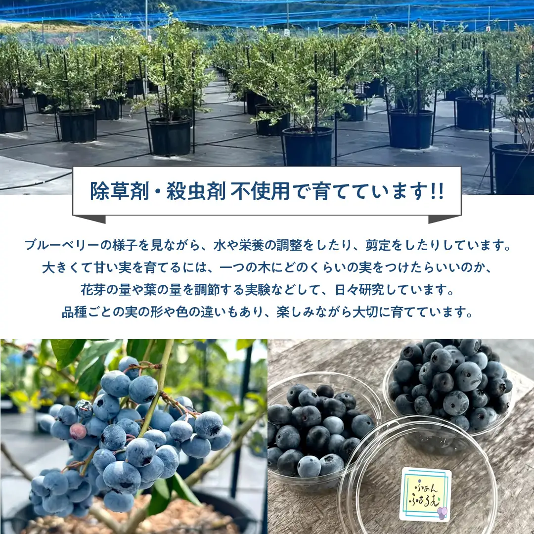 ブルーベリー狩り 体験チケット 《ファミリー４名様プラン お土産付き》 ブルーベリー ベリー 食べ比べ 食べ放題 収穫 収穫体験 体験 チケット 招待券 レジャー 観光 旅行 ファミリー ふれあい お土産 おみやげ 持ち帰り テイクアウト 多品種 果実 果物 くだもの フルーツ 自然体験 農業体験 茨城県 桜川市 [DZ010sa]