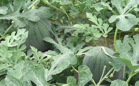 【先行予約】小玉スイカ ひとりじめ 約5～6kg（2玉）くだもの 果物 フルーツ すいか 西瓜【2025年5月上旬-8月上旬迄発送予定】