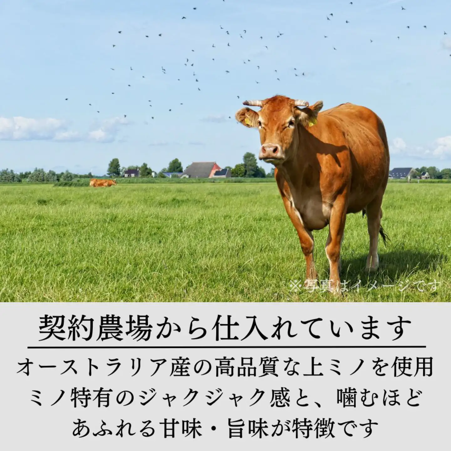 豪州産 特製タレ漬け 牛 上ミノ 250gx4パック（計1kg）上ミノ 焼肉 BBQ　C-019002