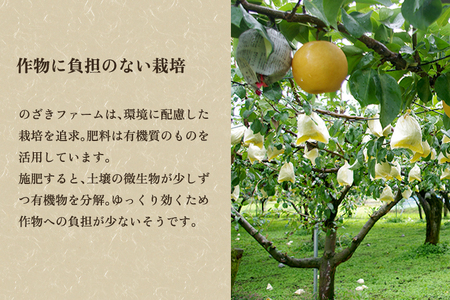 【2025年先行予約】新潟県加茂市産 和梨 幸水3kg（5～9玉）〈8月上旬～順次出荷〉こうすい