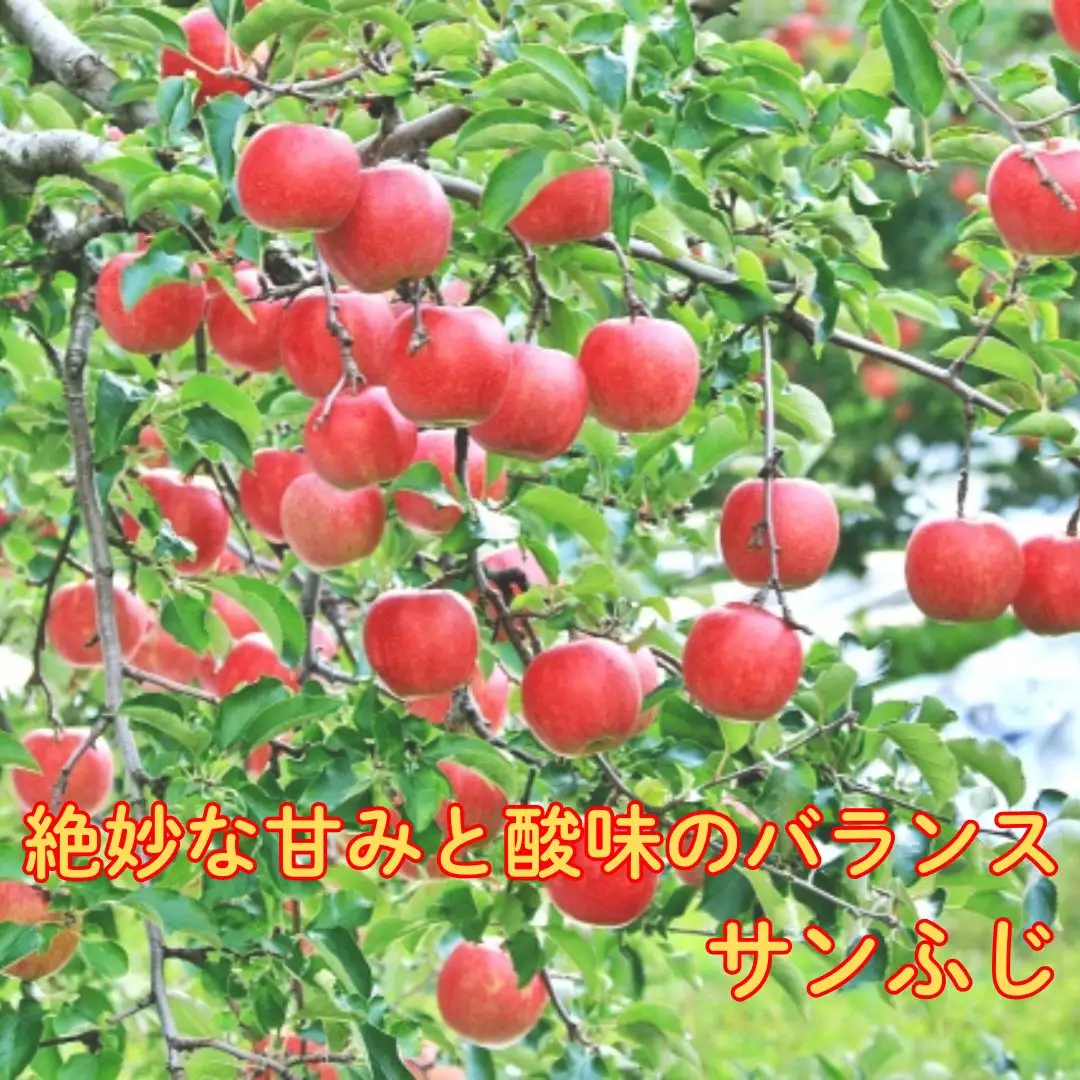 【2026年先行予約】サンふじ+シナノゴールド 約3kg| りんご りんご
