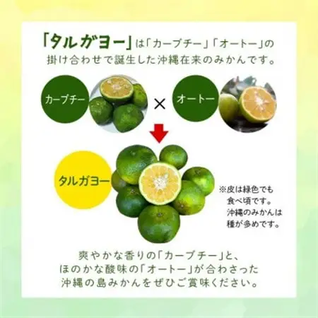【2026年10月頃から順次発送】地元で愛されてきた在来みかん タルガヨー5kg【1618423】