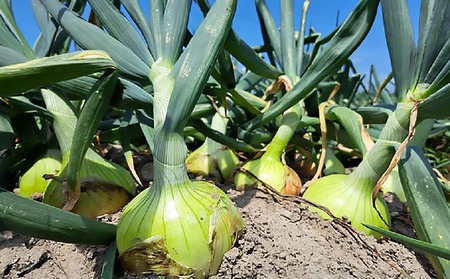 【先行予約！】【野菜ソムリエサミット金賞】淡路島玉ねぎ10kg【仲田青果の淡路島いち玉ねぎ】◆配送６月中旬～翌年２月下旬