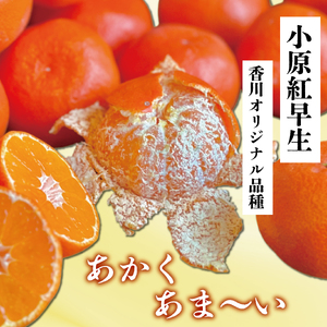 【2026年11月中旬～】【特秀品】小原紅早生 約5kg みかん みかん