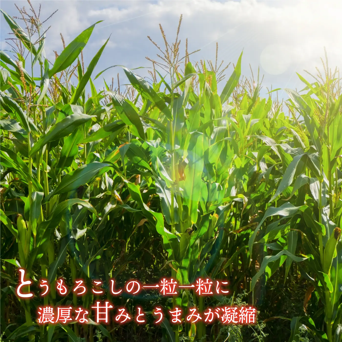 糖度19度以上朝どれスイートコーン「おおもの」10～12本（2L～3L）