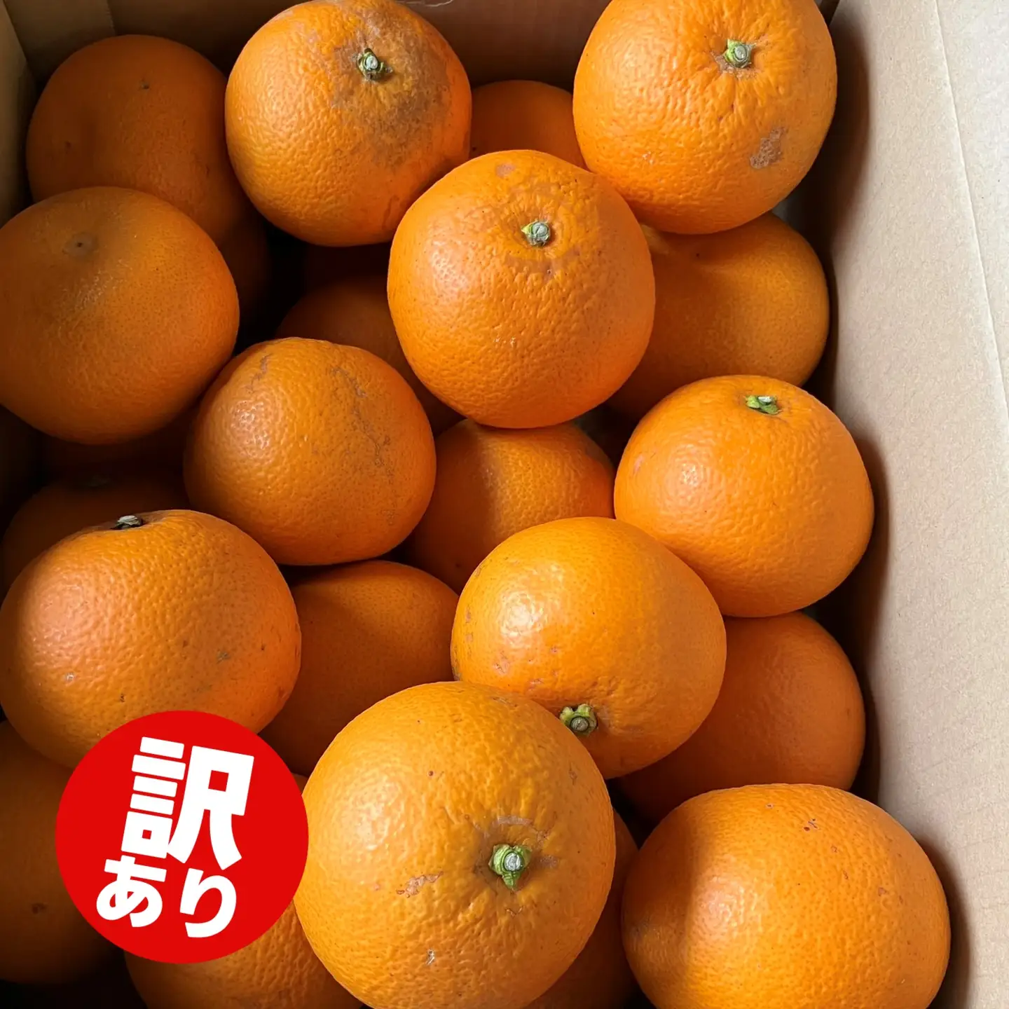 【訳あり】和歌山県産 紅 はっさく（サイズおまかせ） 10kg / 八朔 ハッサク 柑橘 果物 和歌山 ※2027年2月中旬～3月中旬に順次発送 ※北海道・沖縄・離島配送不可 【eiw021-beni-c-10】