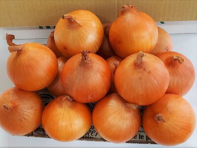 予約受付 たまねぎ 5kg さらき産【2026年7月発送開始】令和8年産 国産 玉ねぎ 玉葱 カレー シチュー 新鮮 フレッシュ オニオン サラダ BBQ 焼肉 野菜 Mサイズ Lサイズ 2Lサイズ 株式会社さらき  岩手県 北上市 B0363 