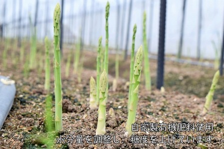 【2026年夏発送】わかさ農園の朝採り夏アスパラ　M～L（2㎏）　朝採れ　農家直送　新鮮　グリーンアスパラ　夏野菜　旬野菜　シャキシャキ　とれたて　北海道産