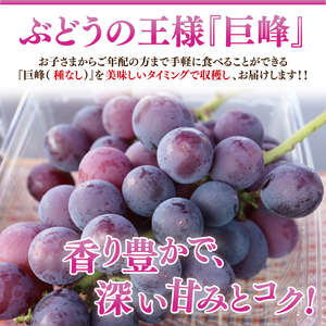 【9月上旬より順次発送】【数量限定】種なし巨峰 約1.5キロ（３～４房）（MA-1）