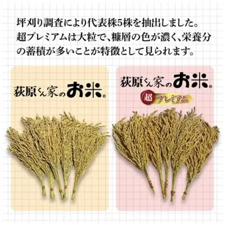 令和7年産　荻原くん家のお米超プレミアム(白米) 2kg_ 精米 米    コシヒカリ 米 こしひかり_【1619426】