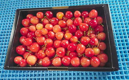 【数量限定】 大きめサイズ厳選！ さくらんぼ 紅秀峰 約1kg (バラ詰め) 《西塚農園》 F21U-451