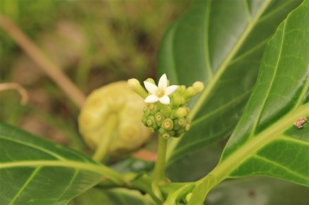 ノニ 久米島産100％ ノニジュース 1本