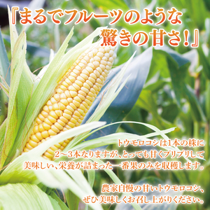 とうもろこし トウモロコシ 6本入 甘い フルーツコーン 朝採れ 茨城県産 阿見町 産地直送 限定 お取り寄せ 夏 春 旬 先行予約【2026年6月下旬より順次配送】（73-01）