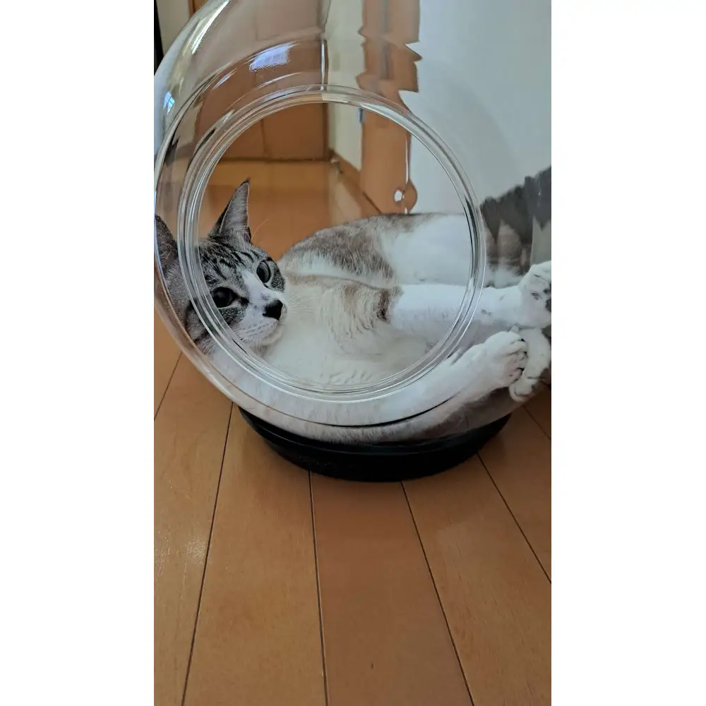 出入口ヨコ-町工場の猫好き社員が開発！犬・猫ちゃんの可愛い姿を見る為のペットの金魚鉢（アクリル樹脂）　埼玉県川越市
