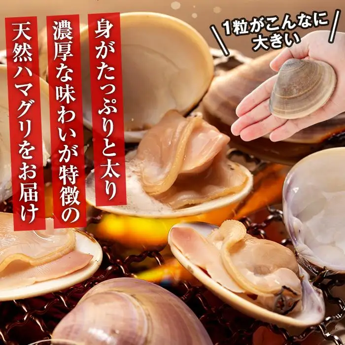 C01-E11 千葉県産活ハマグリ 1kg