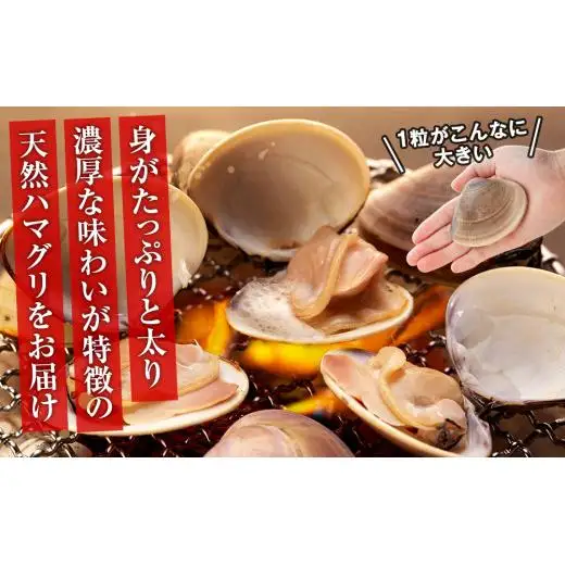 C01-J53 千葉県産活ハマグリ 1.5kg