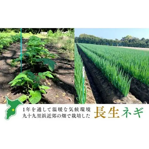 AD01-003 長生ねぎ（3kg）