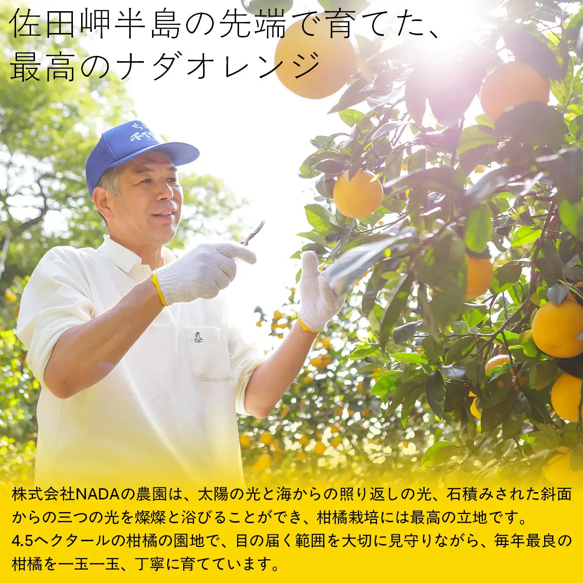 【農家直送】愛媛県産 ナダオレンジ 贈答用 4.5kg（2026年5月中旬より順次発送） IKTC012 