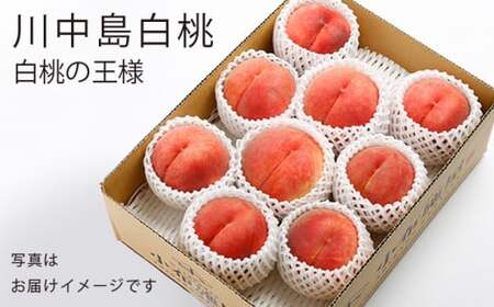 川中島白桃 約3kg 6～12玉 ［小布施屋］ 桃 白桃 もも モモ フルーツ 果物 令和8年産 【2026年8月下旬～9月上旬発送】［A-6］