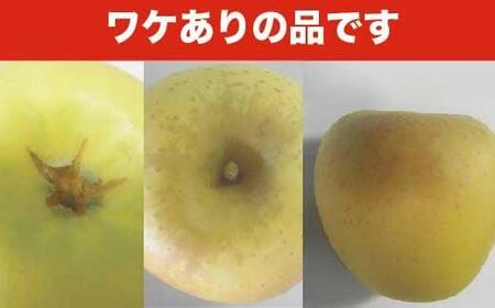 【訳あり】 シナノゴールド 約3kg 6～12玉 ［おぶせファーマーズ］ 不揃い 規格外 家庭用  果物 フルーツ りんご 林檎 リンゴ 長野県産 信州産 令和8年産 【2026年10月中旬～2027年1月上旬発送】 ［FH-53］
