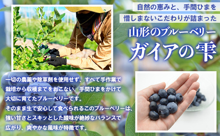 山形の朝摘み生ブルーベリー「ガイアの雫」500g(100g×5パック) 【令和8年産先行予約】FS25-705 くだもの 果物 フルーツ 山形 山形県 山形市 2026年産