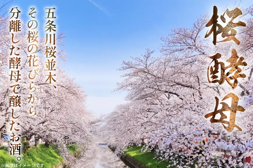 勲碧 純米吟醸 桜酵母 五条川桜 720ml 1本 [勲碧酒造 愛知県 江南市 ko23btu470003]