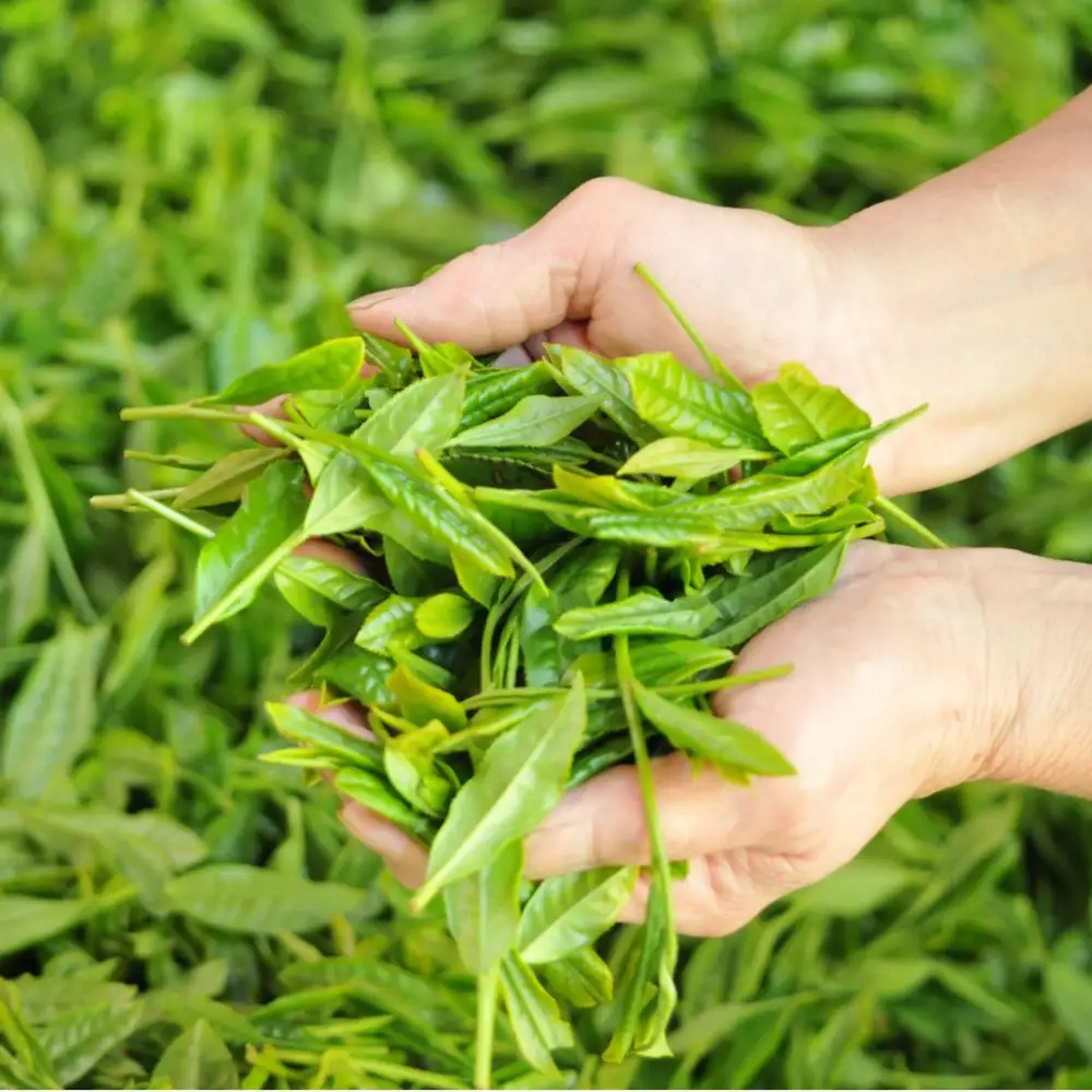 ＜大高茶園＞令和８年の新茶 お茶処静岡 特選やぶきた新茶と深蒸し新茶 飲み比べセット