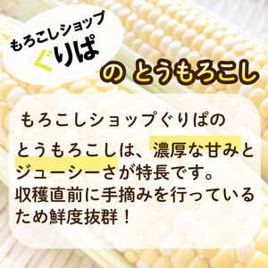 【先行予約】 とうもろこし 2.5㎏  とうもろこし ぐりぱ