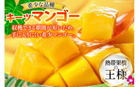 【期間限定発送】 家庭用 キーツ マンゴー 約 2kg (2～3玉) [伊江村マンゴー部会 沖縄県 伊江村 ie47bde320000]